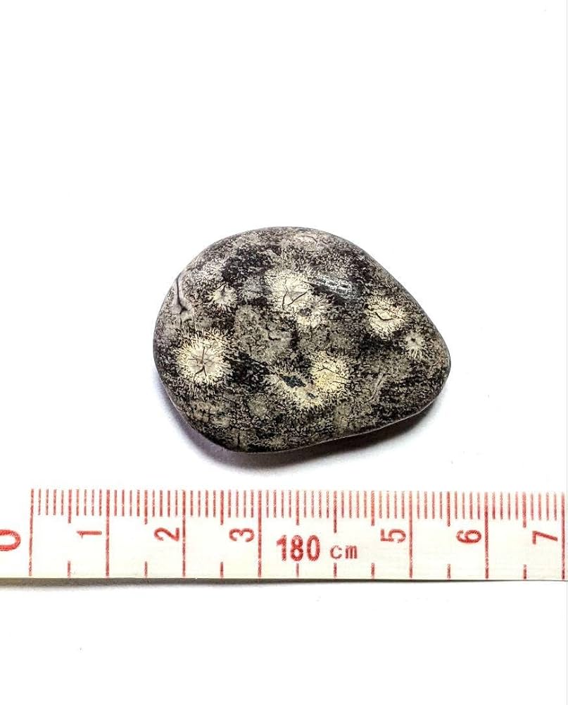 Amazon.co.jp: 青森県産 錦石 紋石 花紋石 球顆流紋岩 原石 鑑賞