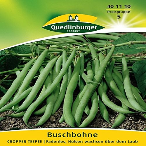 Preisvergleich Produktbild Buschbohnen Cropper Teepee / Fadenlos, Hülsen wachsen über dem Laub (Phaseolus vulgaris) Standardsaatgut EG-Norm