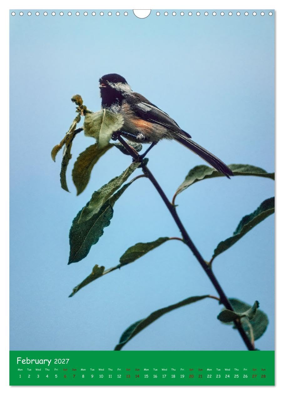 Our wild nature, American birds (Wall Calendar 2027 DIN A3 portrait), CALVENDO 12 Month Wall Calendar: Birds of the Americas