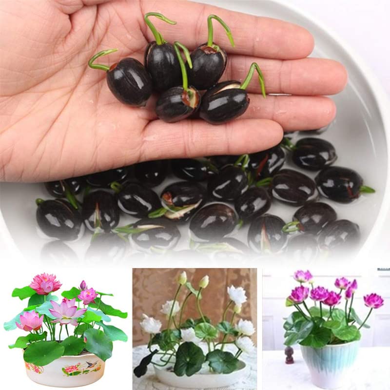 My Genius Brand Lotus Mix Flower Seeds (Pack Of 20 Seeds) - All Mix Colors 2022_mgb_34 (B0BVGC3YC6) Amazon Price History, Amazon Price Tracker