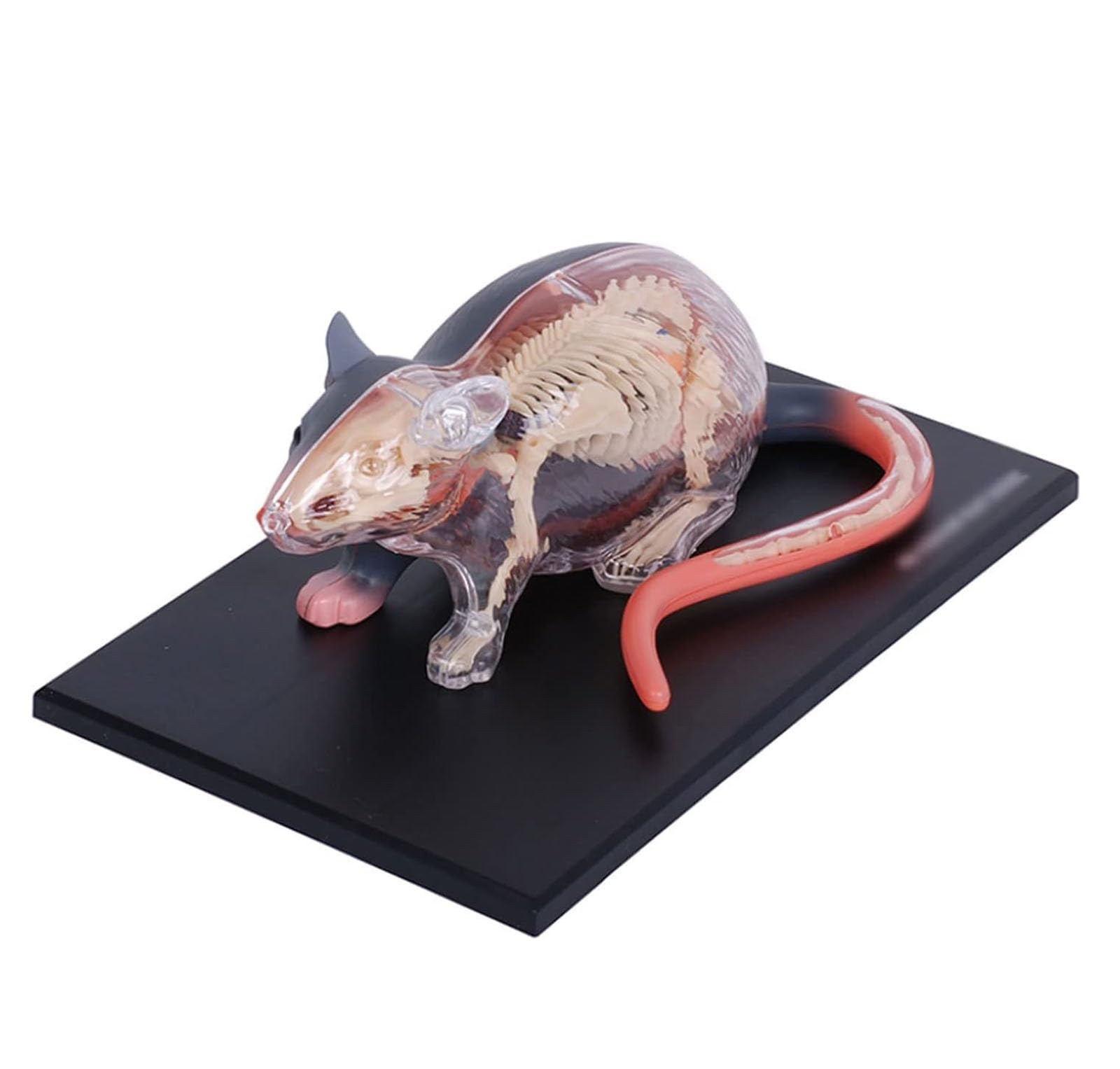 Kit educativo de ciencia 4D para aprender anatomía de ratón en el laboratorio