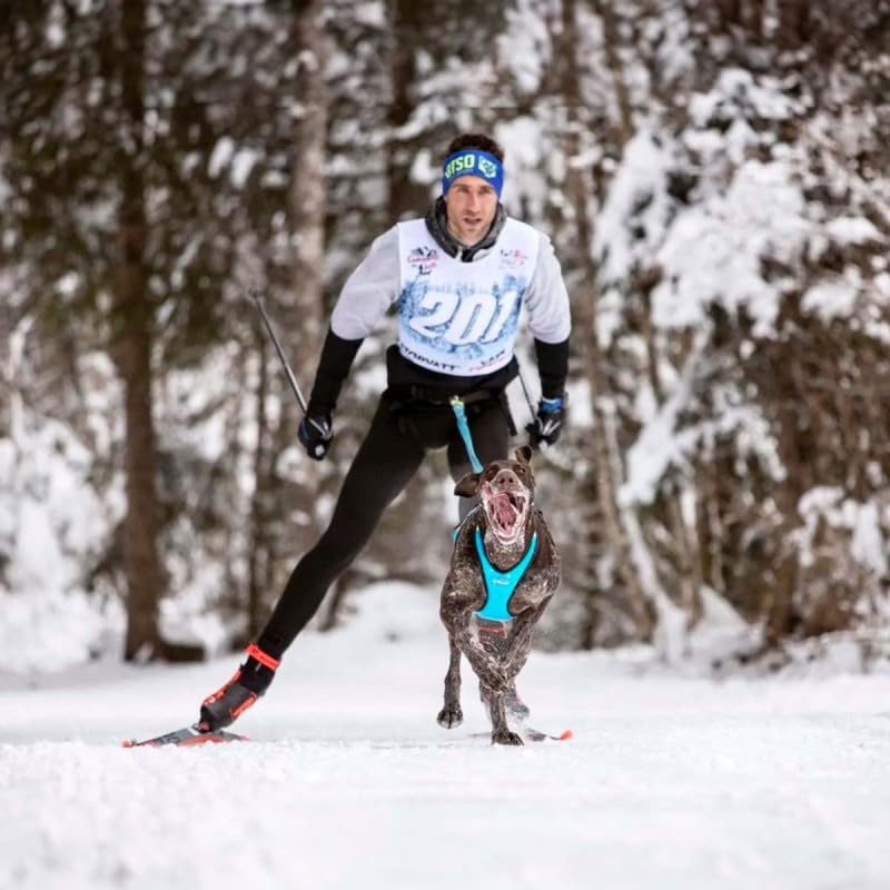 Inlandsis Skijor Pro - Laisse Skijoring