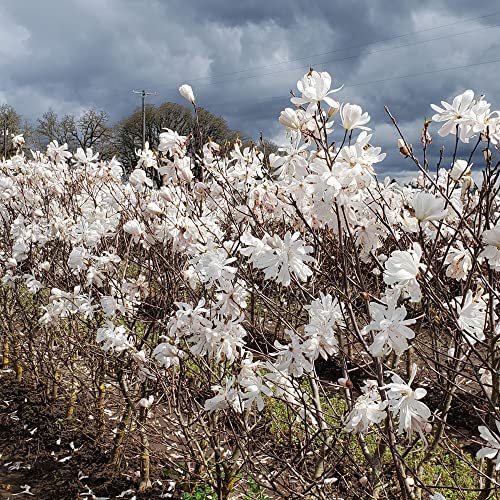 Star Magnolia Seeds Magnolia Stellata 'Royal Star' Fragrant Hardy Cut Flower Attracts Birds & Butterflies Patio Borders Outdoor 5Pcs Flower Seeds By Yegaol Garden #TOP4