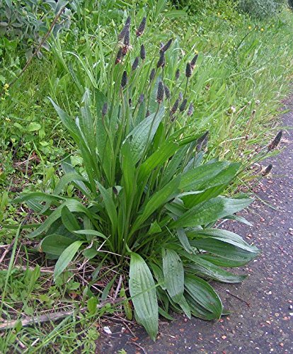 graines de Plantain Lancéolé, plantago lanceolata 5 grammes