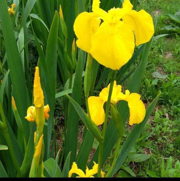 花菖蒲　各1株（花芽つき)合計3株 花菖蒲 各1株（花芽つき)合計3株 - メルカリ