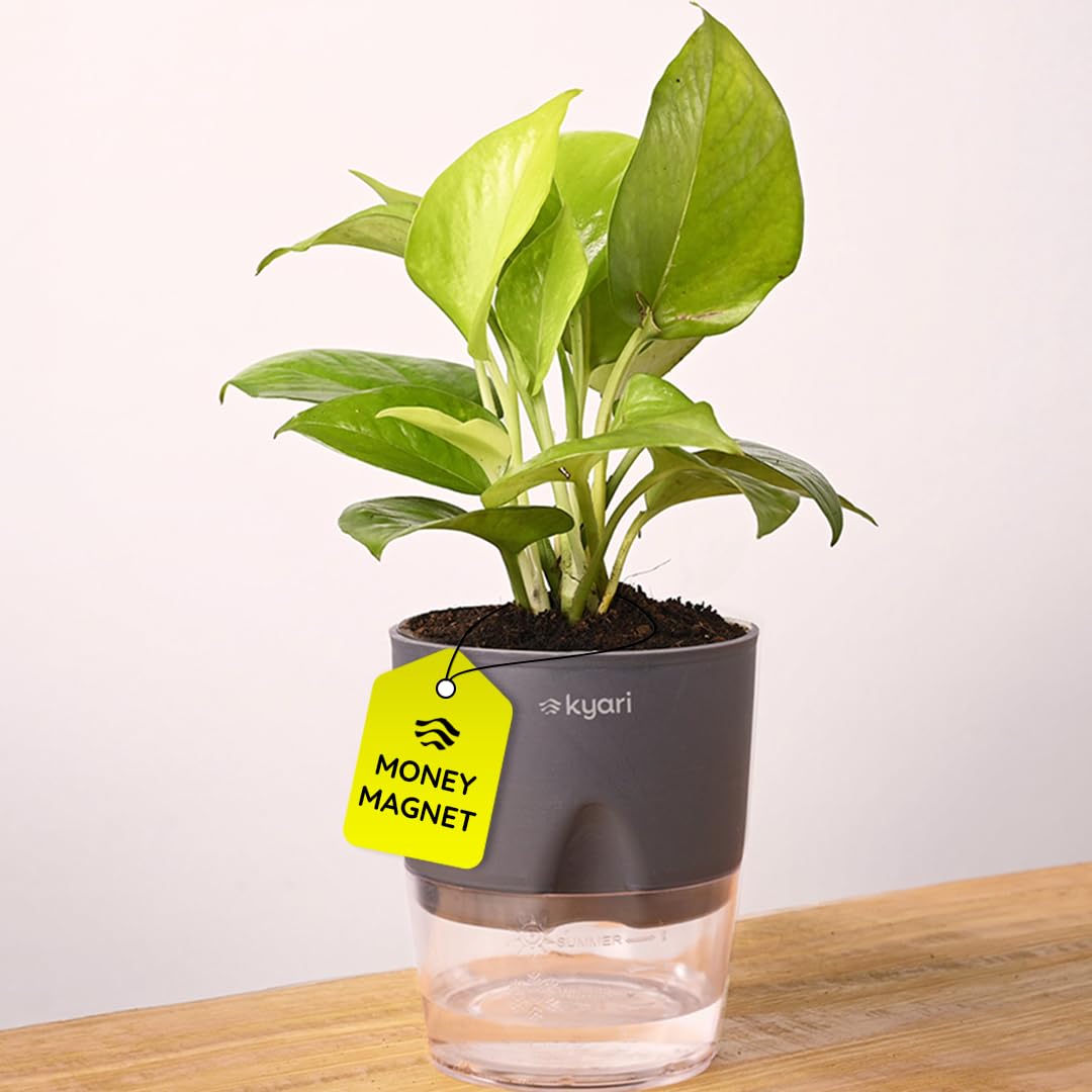 Lucky Jade & Golden Money Plants - Self Watering Pots -24