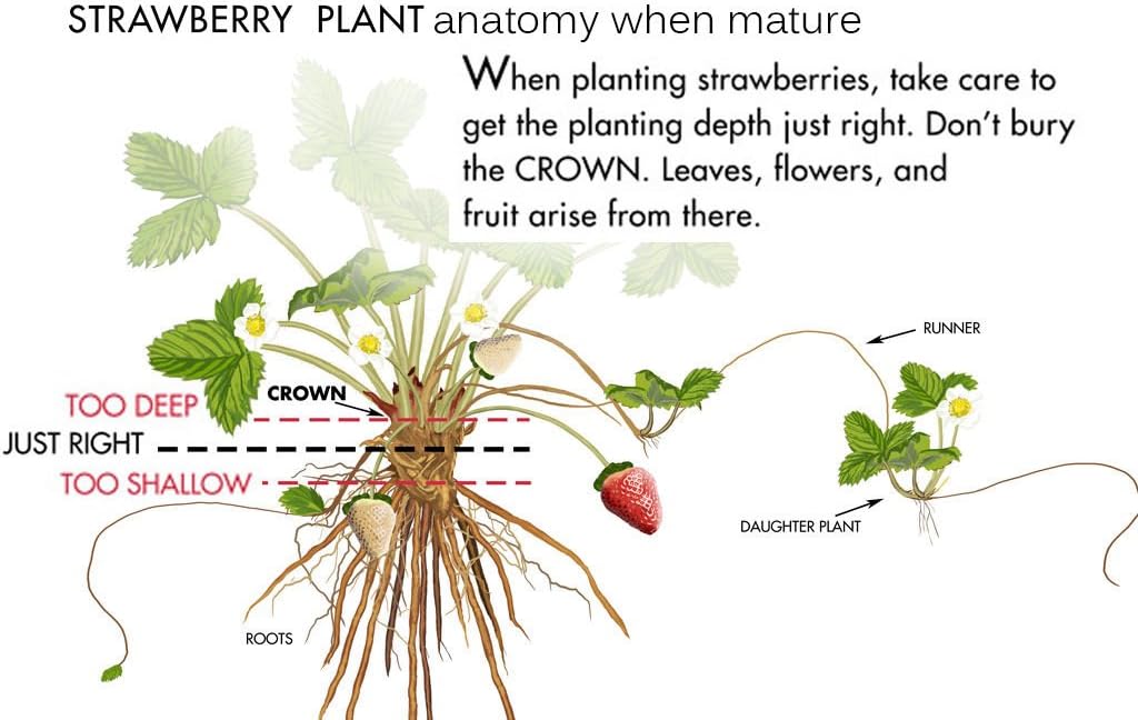 25 SPARKLE Strawberry Plants