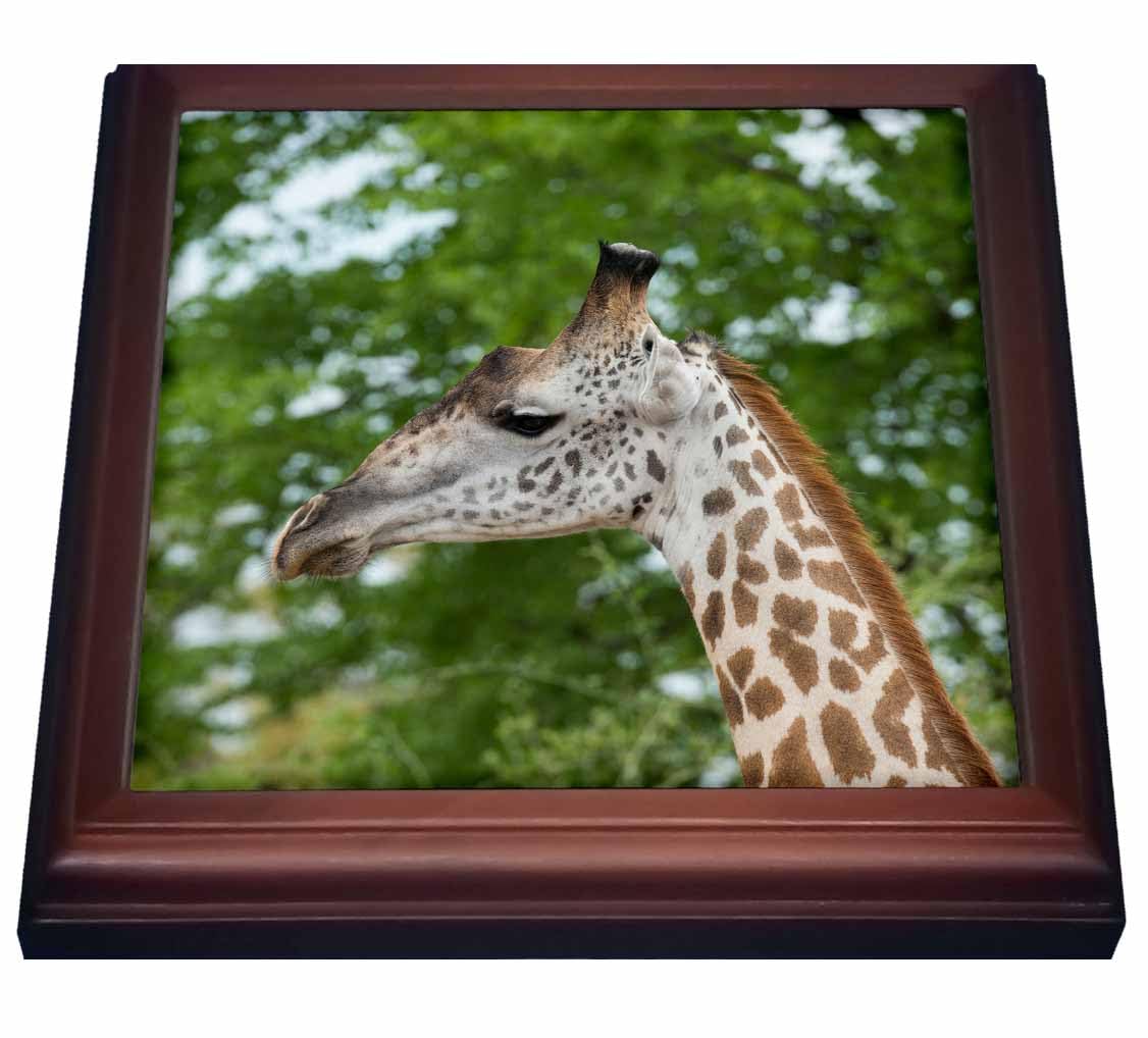 3dRose Africa, Zambia, South Luangwa National Park Thornicrofts Giraffe Trivet with Tile, 8 by 8