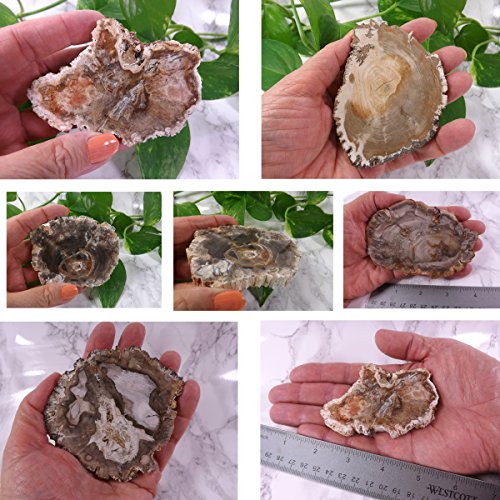 Petrified Wood Slab, A Polished Fossil Stone Tree Specimen Slice From Madagascar, Each Piece Different For A Unique Gift, Medium 2 1/2"-4" Size #TOP3
