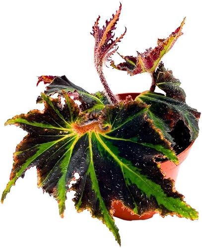 Miniatura 4 de Begonia Breakdance Rhizomatous heracleifolia Starleaf Spirit of Comores 4 pulgadas Rhizo Negro Verde Bordes dentados