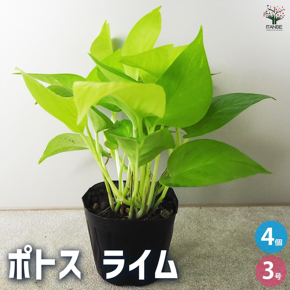 Amazon｜ITANSE ポトス ライム 3号 4個セット 観葉植物