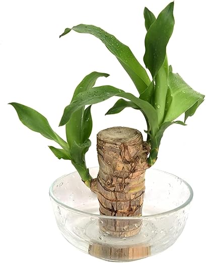 Gifted Garden Self Growth Exotic Indoor Air-Purifying Plant Stem for Home Office Decoration Original Lucky Brazilian Wood Diwali Gift Live Plant…