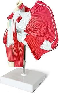 Muscled Shoulder Joint Model - Shows Complete Shoulder Musculature from Rotator Cuff to Subscapularis Muscles,Scientific Joint Human Anatomical Model