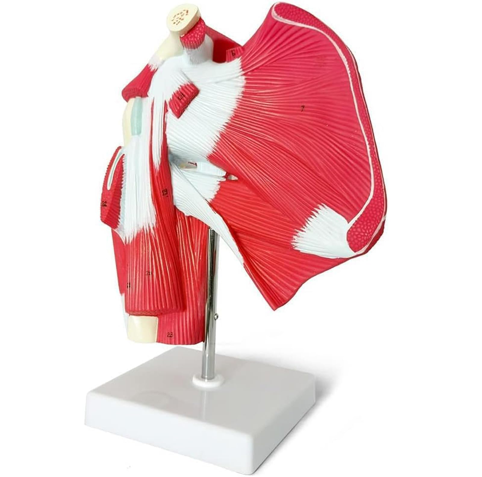 YNIYUJKL Shoulder Joint Model - Detailed Anatomical Representation Of Complete Shoulder Musculature From Rotator Cuff To Subscapularis Muscles