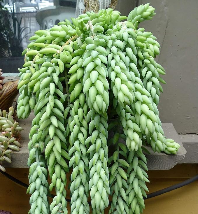 Live Sedum Morganianum Succulent Plant | Donkey Tail Trailing Succulent with Pot | Hanging Basket Plant for Balcony & Indoors | Cascading, Low Maintenance Home Decor
