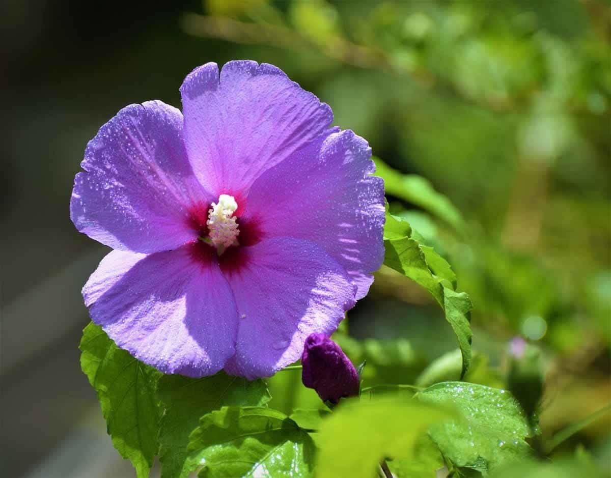 The Entacloo Hibiscus Plant (KH-189)