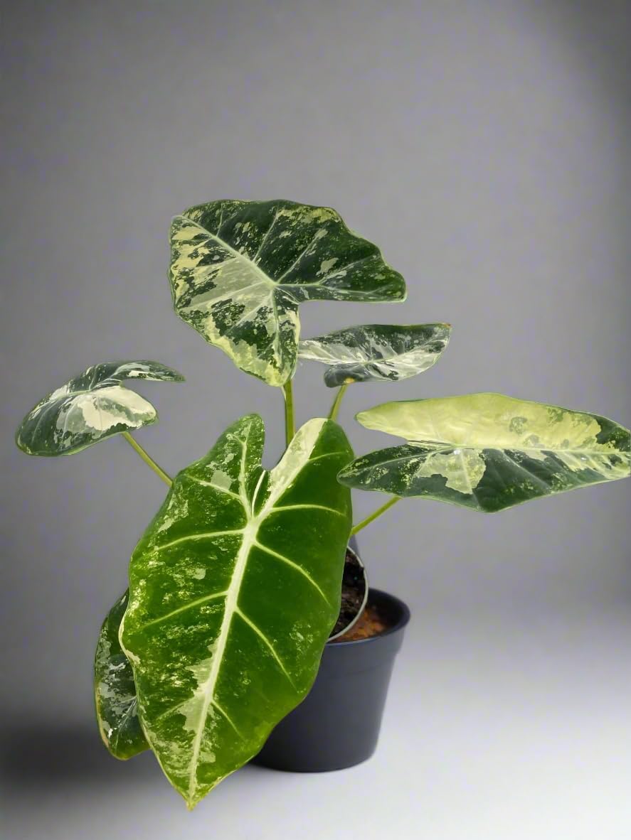 Alocasia Micholitziana 'Frydek' Variegated 4" Pot