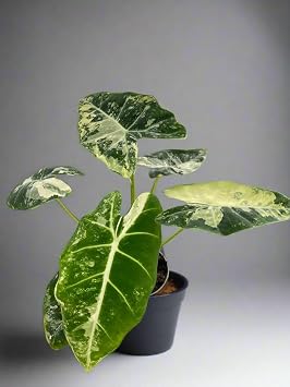 Alocasia Micholitziana Frydek Variegated 4" Pot