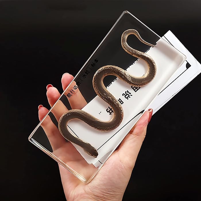 Buy Hm Vicyy Real Water Snake Specimen,Snake Skeleton Specimens,Animal