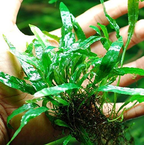 Trident Leaf Java Fern