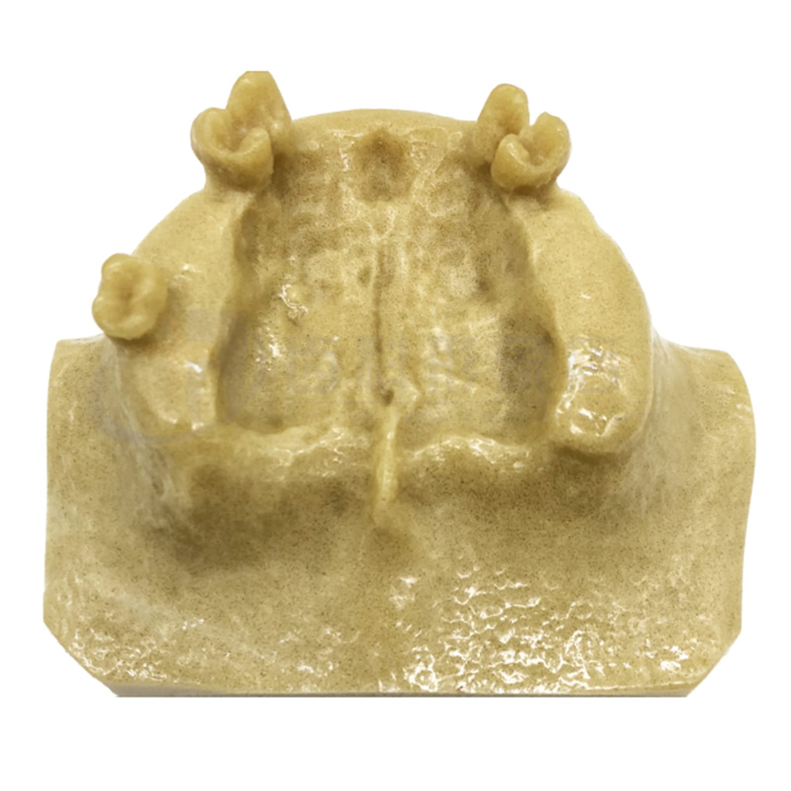 Modello di Studio Modello di addestramento per Il Sollevamento del Seno mascellare Dentale Modello di insegnamento per Lo Studio dei Denti dentali Modello di de，A