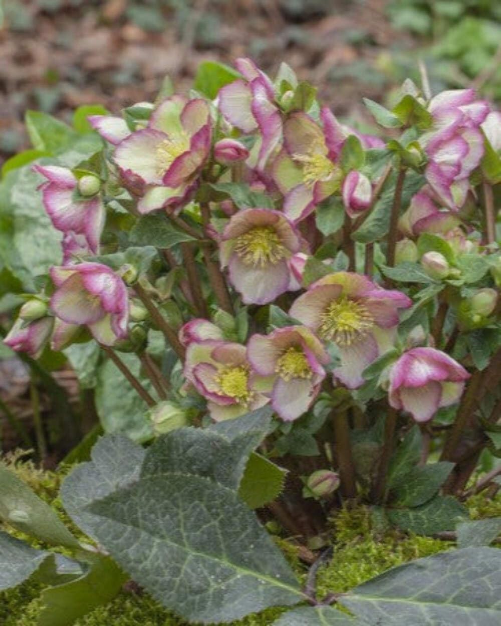 Perennial Farm Marketplace Helleborus Frostkiss® Cherisa® (Lenten Rose) Live Perennial, Size-#1 Container, White-Magenta Late Winter to Spring Flowers