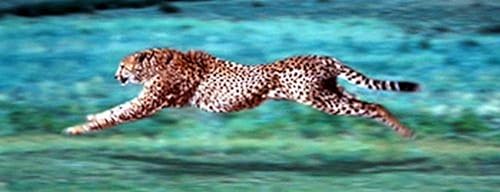 buyartforless Póster de Cheetah Running 12x36