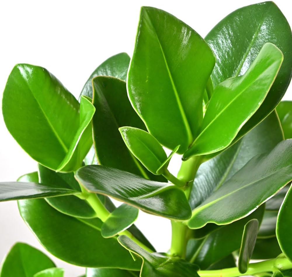 インテリアとしてのクルシア・ロゼア