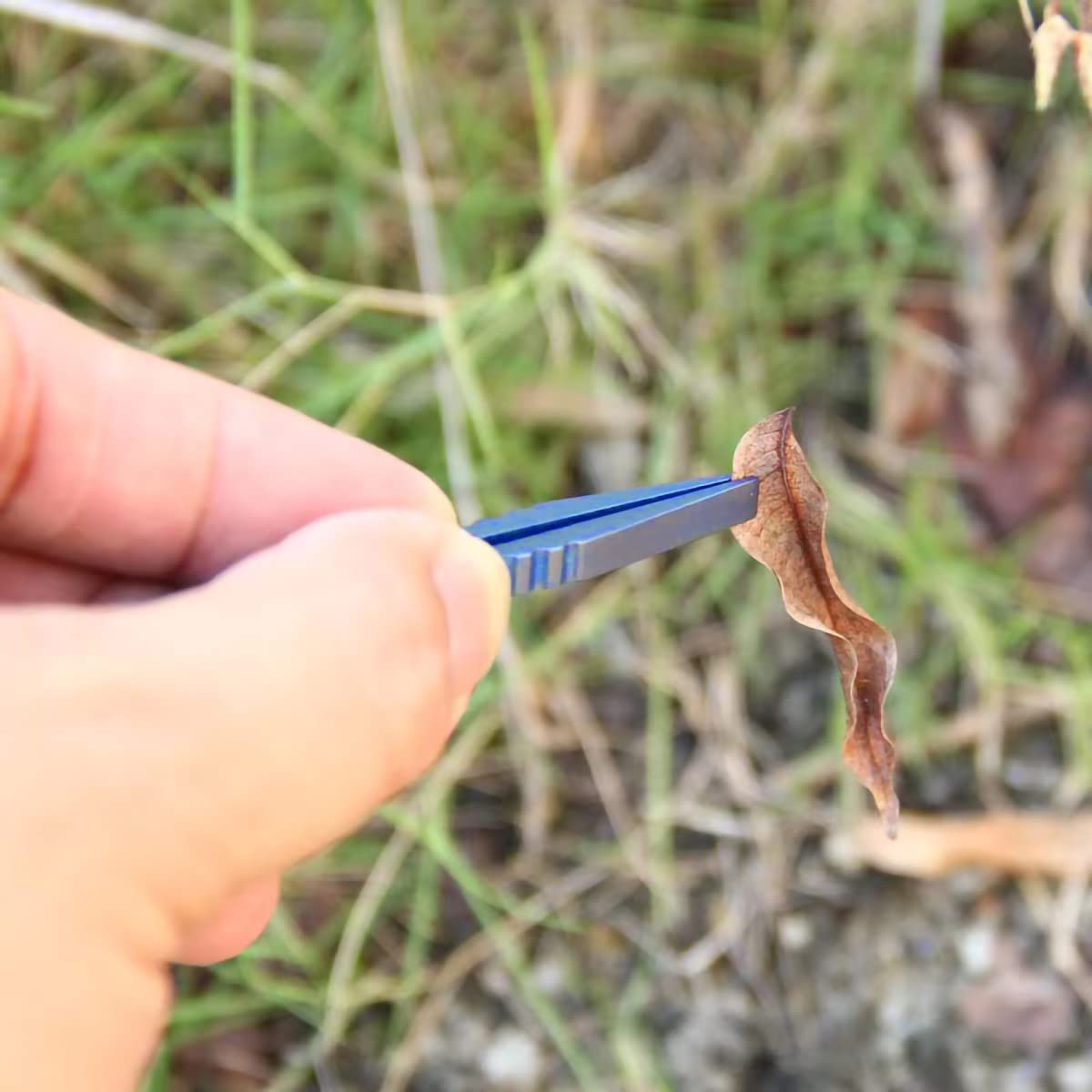 Mini-Pinzette Aus Titanlegierung - 8,3 Cm, Blau - EDC-Werkzeug Für Camping, Garten & Erste-Hilfe