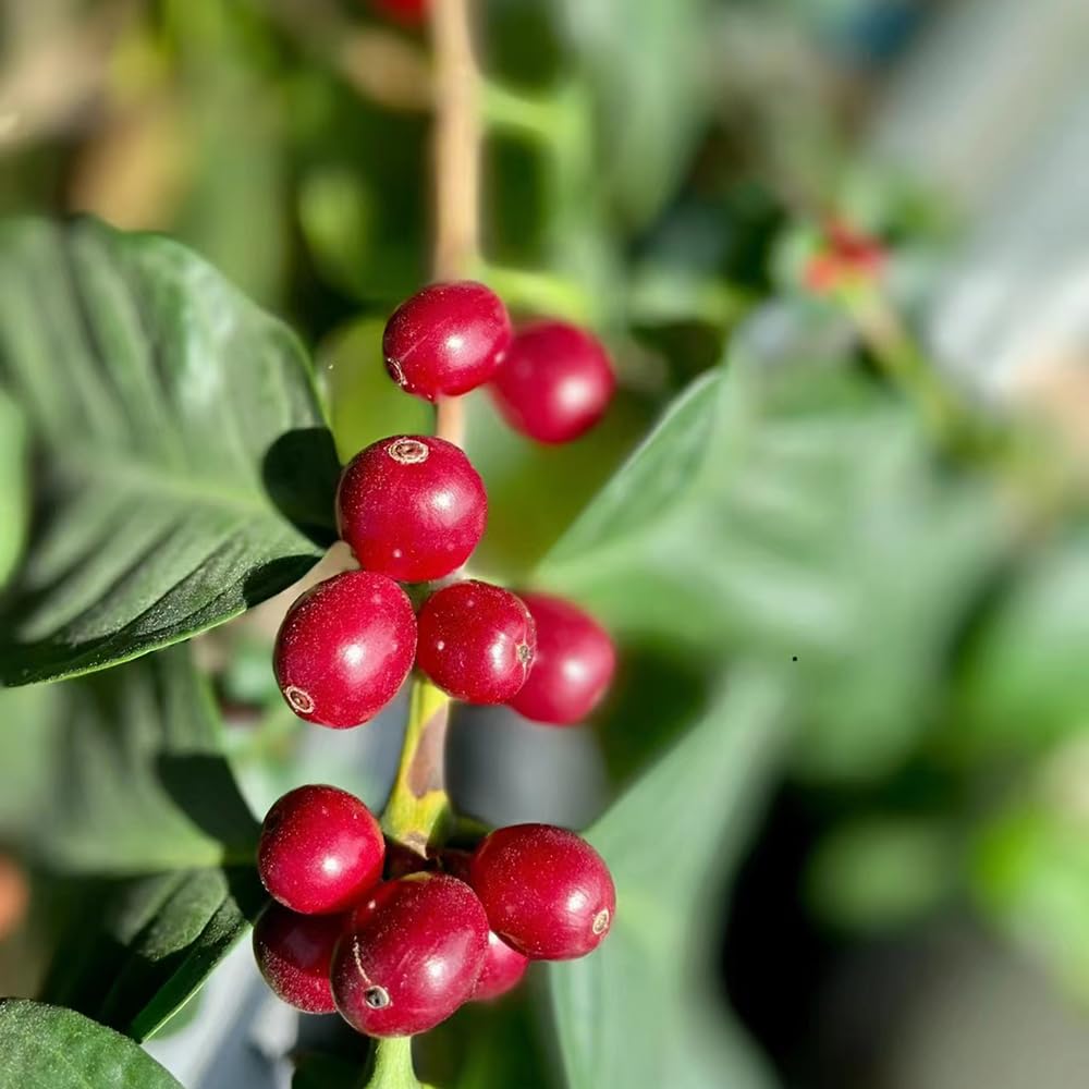 10 pcs kaffeebohnen bio samen - winterfeste pflanzen fr garten,  dekopflanzen bonsai kaufen pflanzen fr drauen winterhart hochbeet balkon, Kaffeepflanze  samen exotische zimmerpflanzen, : Amazon.de: Garten
