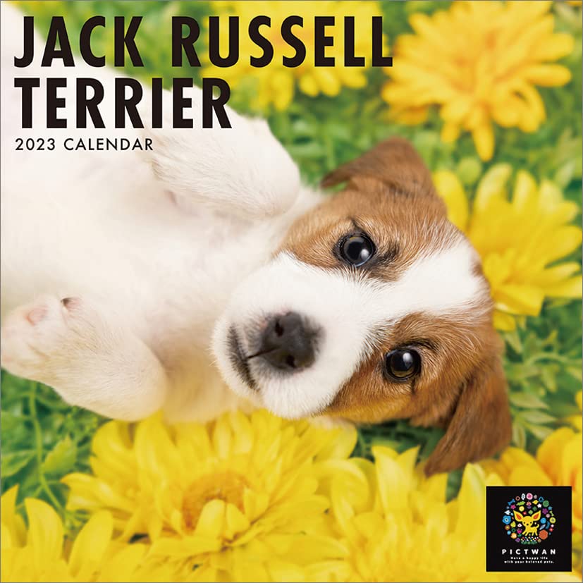 Amazon.co.jp: Interzoo Clinic Club Jack Russell Terrier 2023
