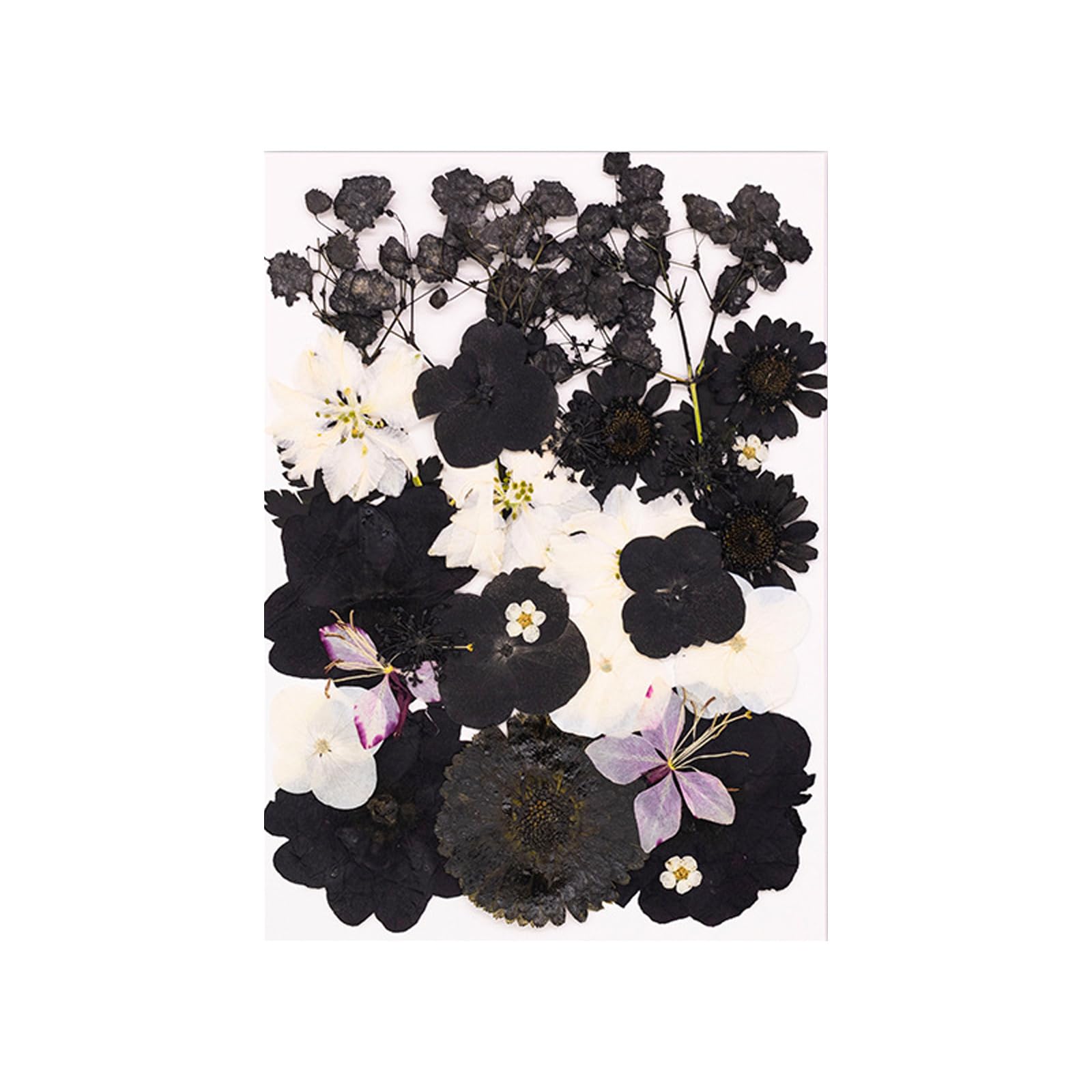 Jazuaiao 30Pcs Real Dried Flower Natural Plant Materials Accessories for Art and Plant Decoration Artistic Pressed Arrangement