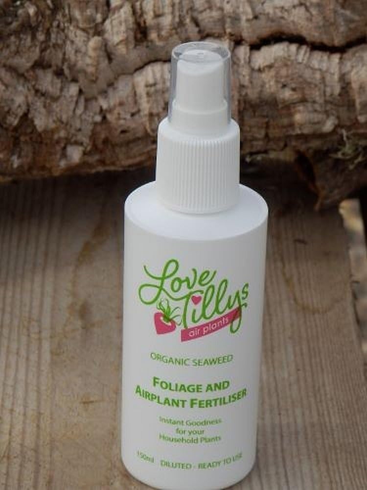 – Tillandsia Air Plant Fertiliser 150ml in spray bottle - food for your plants