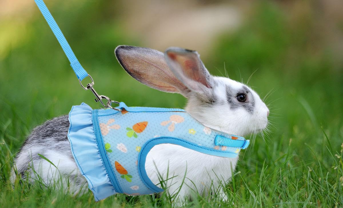Harnais Réglable Et Laisse pour Lapins Gilet Respirant en Maille Douce pour Petits Animaux Chats Cochons d'Inde Sécurité EtEconfort Idéal pour Lapins Nains (Bleu)