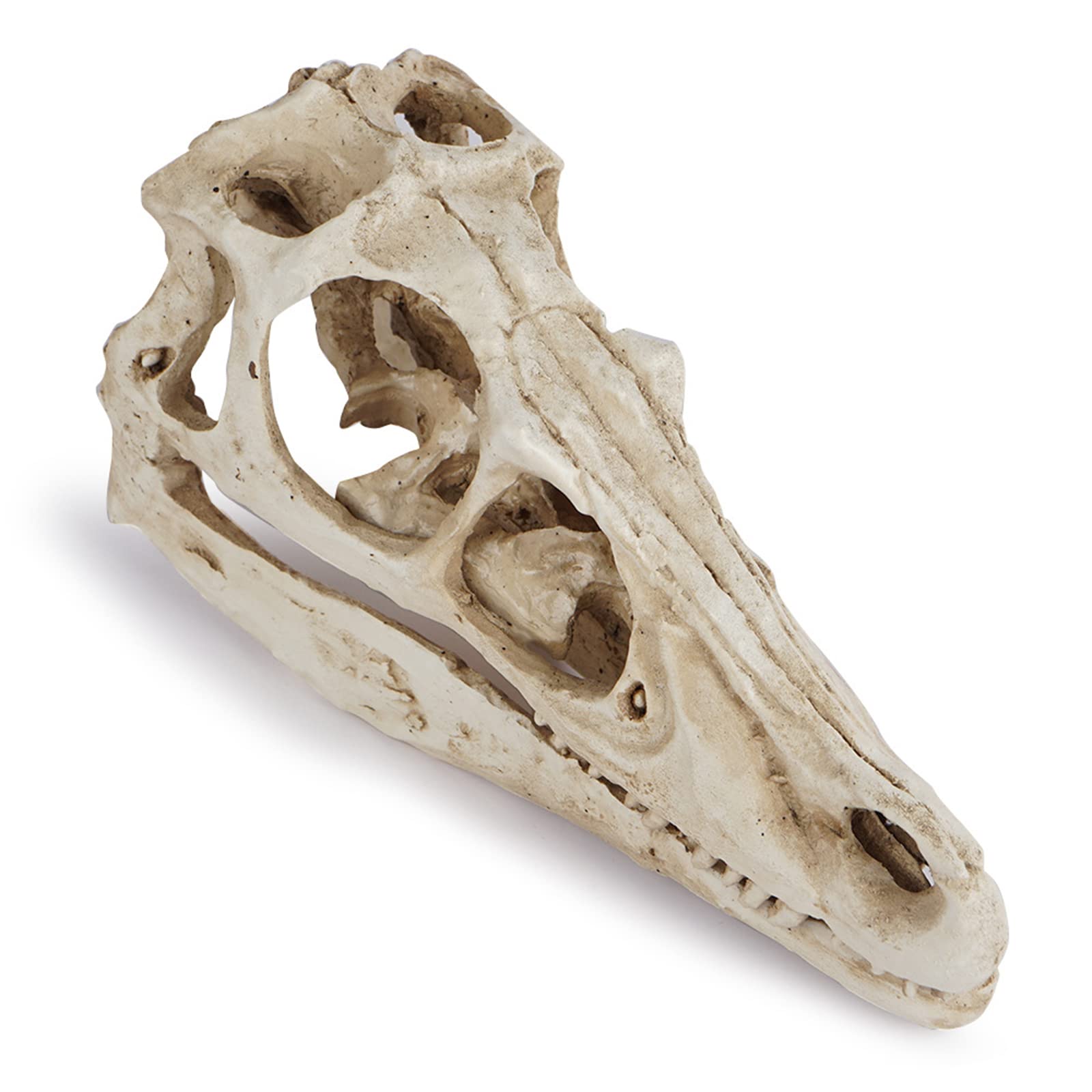 Amazon.co.jp: 恐竜の頭蓋骨の骨のモデル ヴェロキラプトル 恐竜の