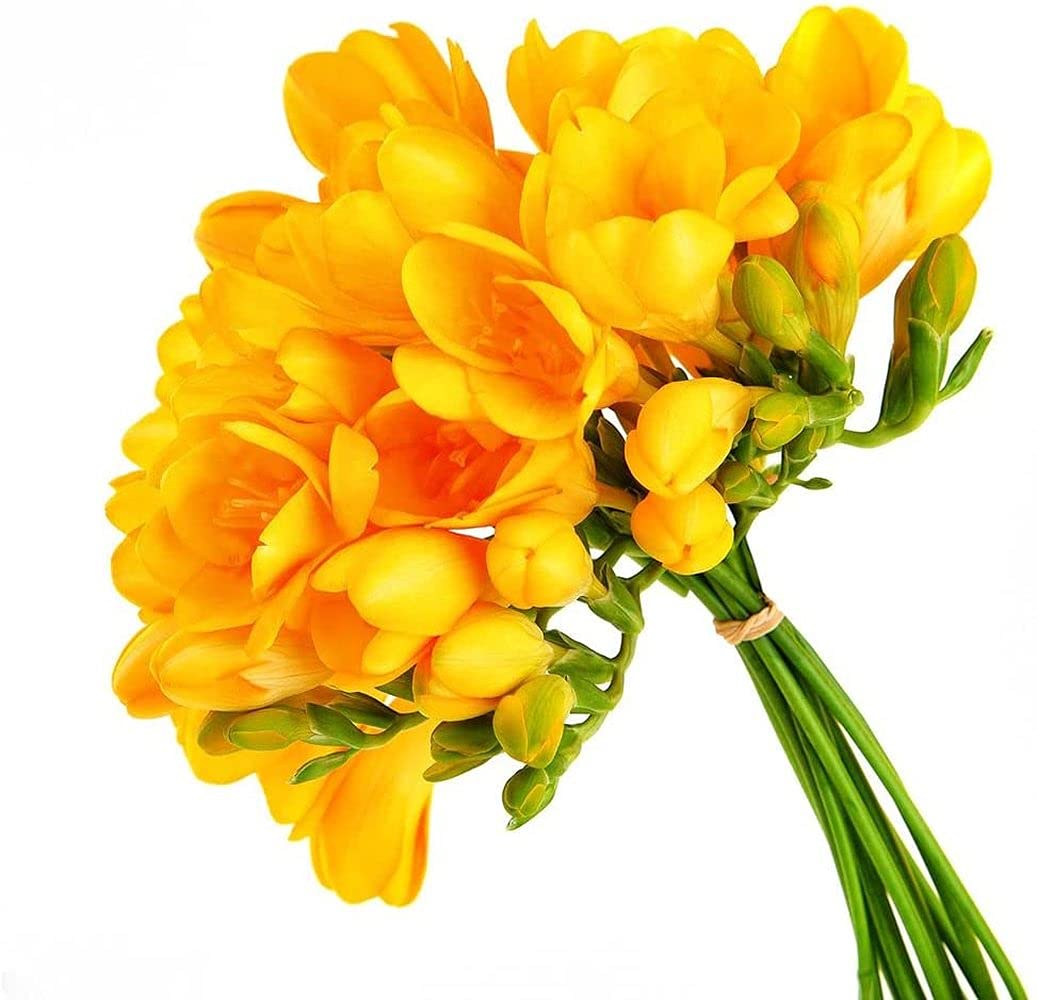 10pcs Gele Fresia Bollen Meerjarige Bloembollen Potplanten Bollen Snelle Groei Hoge Sierwaarde Brengen EEN Gevoel Van Voltooiing