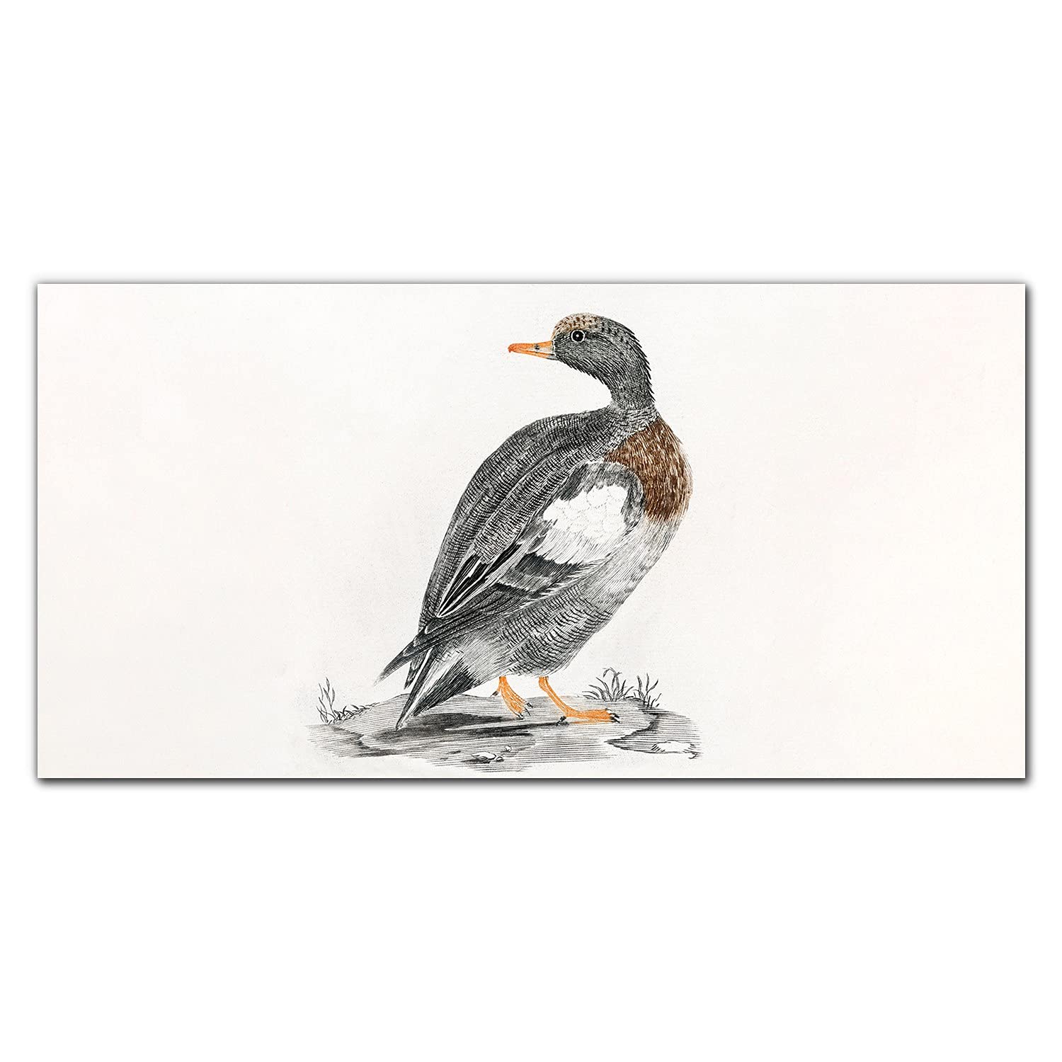 Crédence de cuisine 140x70cm en verre trempé adhésif fond de hotte oiseau canard