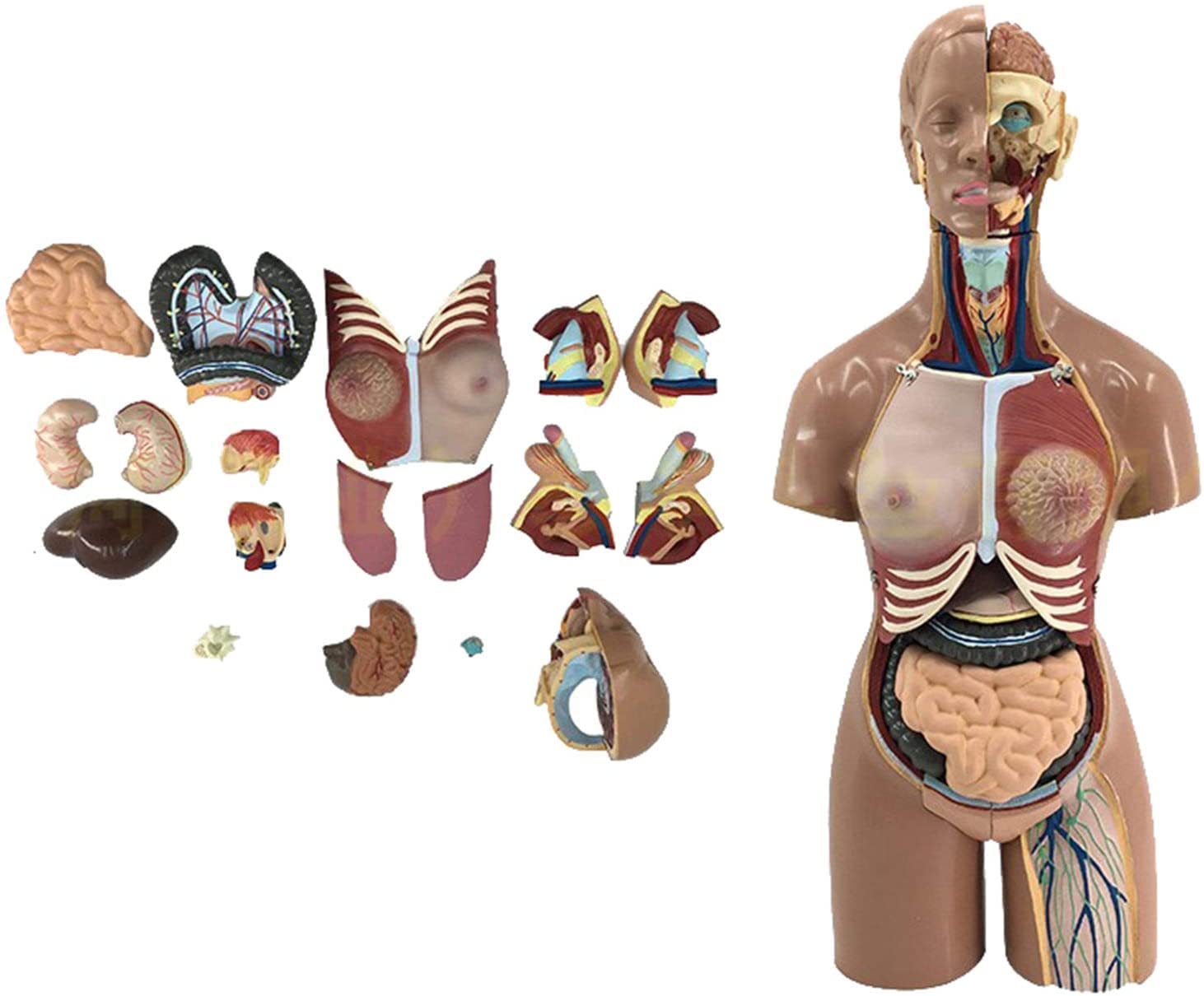 Ludzki model tułowia Medyczne narzędzie edukacyjne do nauczania, zdejmowane 19 części, 55 cm model anatomiczny ciała ludzkiego, narządy wewnętrzne, anatomia głowy, systemy oddychania, trawienia i dróg