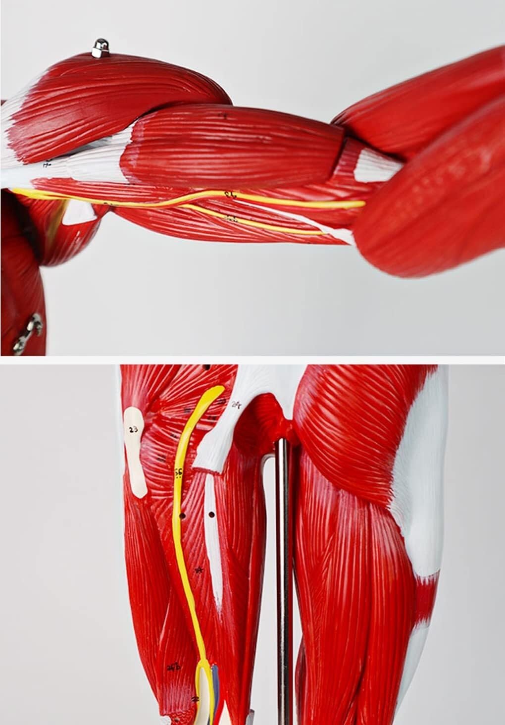 Modelo Muscular De Enseñanza Médica De Los Órganos Internos del Cuerpo Humano Simulación De Movimiento De Consumo De Tejido Anatómico