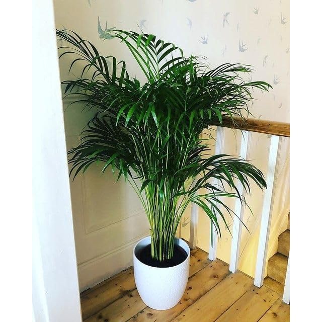 Image of Areca Palm Plant, Natural Air Purifier, Indoor & Outdoor Organic Live Plant, Stylish Home & Office Decor, Without Pot.A9