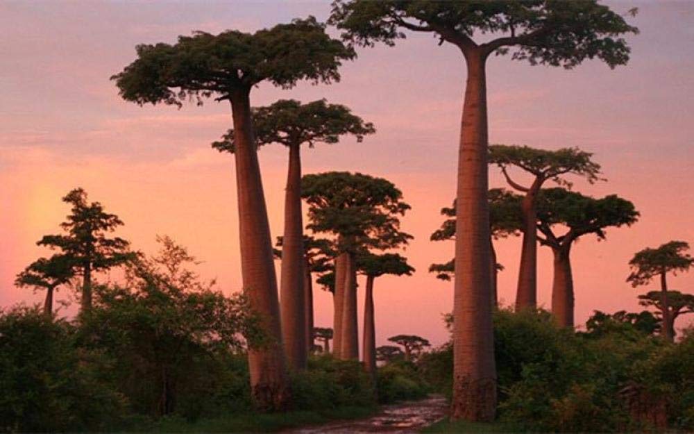 5D Diamond Painting by Digital Painting Kit DIY Oil Painting Artwork Suitable for Home Wall Decoration Popa Tree 32x20cm