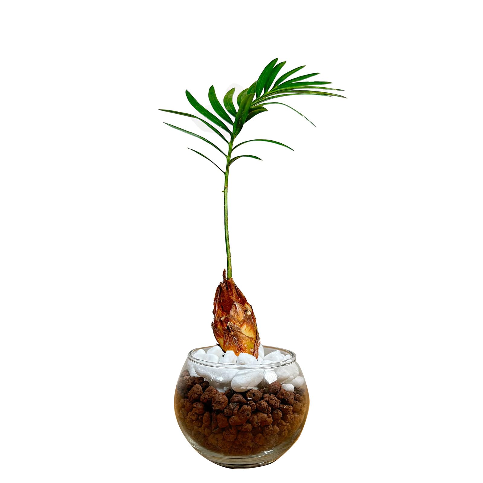 ソテツ葉.メルカリ便.25日まで.本日お値下げ. ソテツ盆栽 - メルカリ