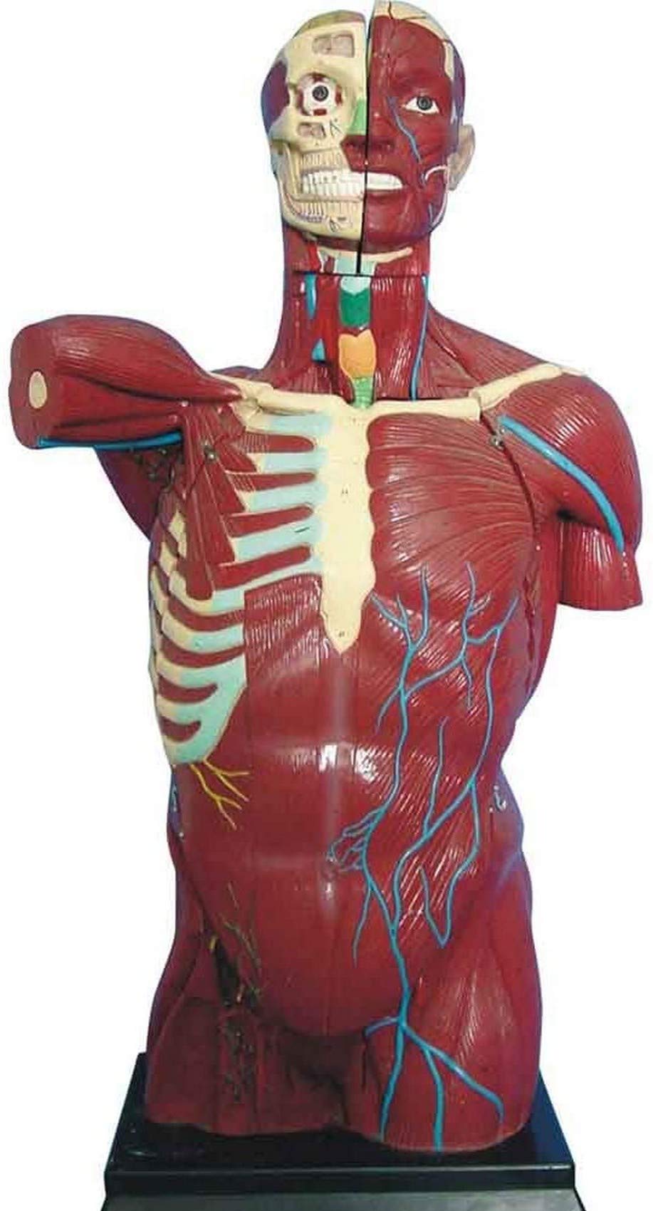 Anatomical Model Teaching Aids 108CM Human Anatomy Model, Assembly Visceral Anatomisk Model, Highly Detailed, Deluxe Dual-Sex Human Torso Model, Learning Kit for Kids
