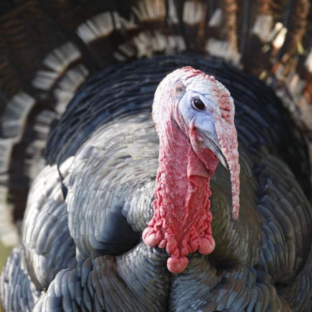 Turkey greeting card with sound. Great gift idea for Christmas. Blank on the inside for any occasion. Card makes Gobbling noise when opened.