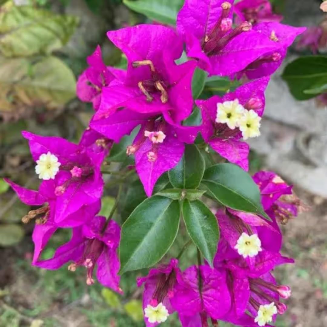 4 Bougainvillea Plants Live, Purple Bougainvillea Flower Plant, Live Bougainvillea Vine Plant for Gardening, 4 to 6 Inc Long
