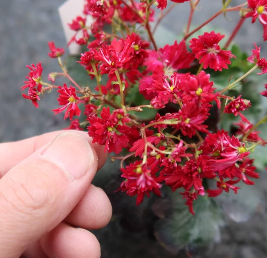 大文字草　山採り直送　5株 大文字草 山採り直送 5株 大文字草 山採り直送 5株