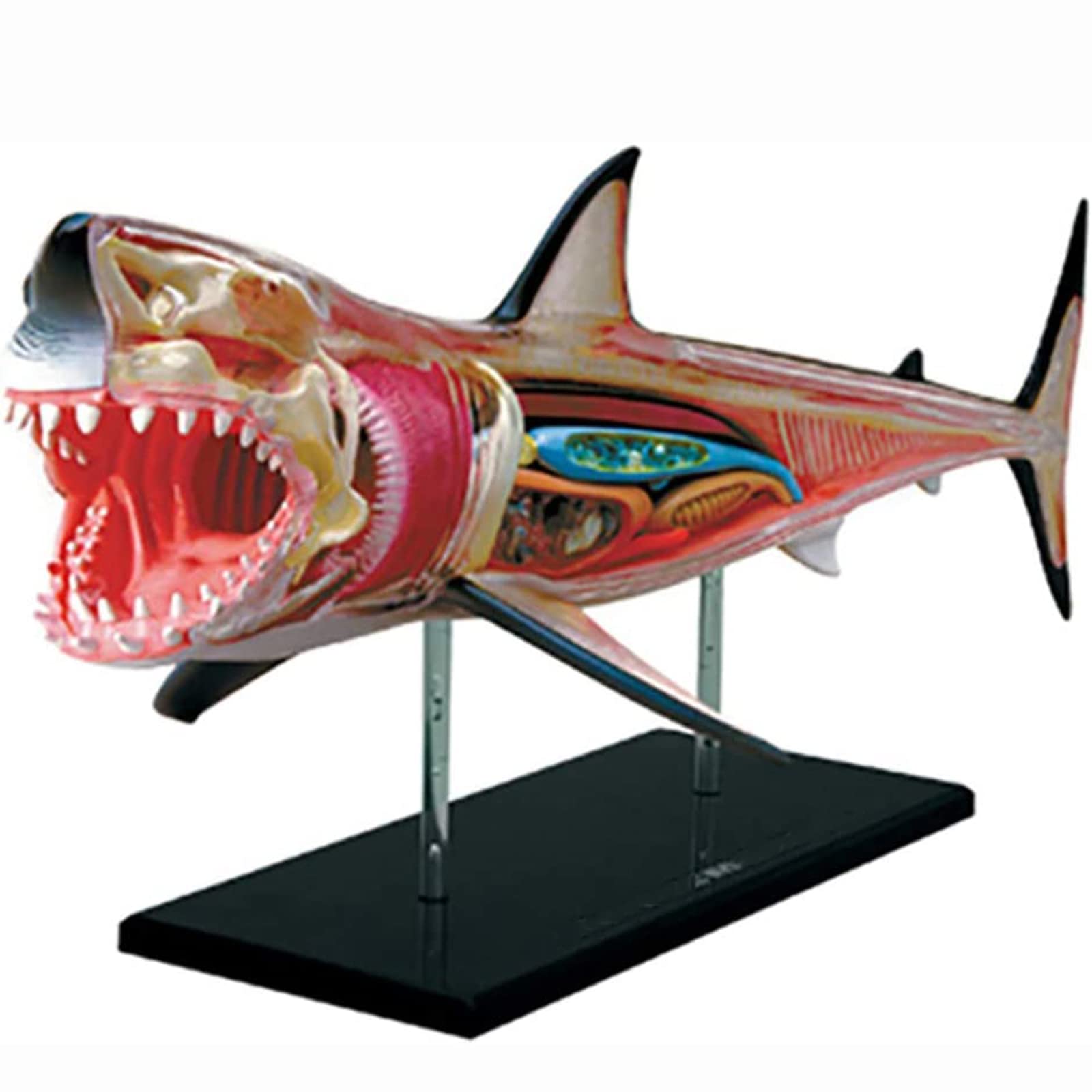 KJMWXOP 4D Shark Anatomy Model Kits, 20 Pieces Detachable Animal Anatomical Model Animal Biology Organ Medical Teaching Model Puzzle Assembling Toy