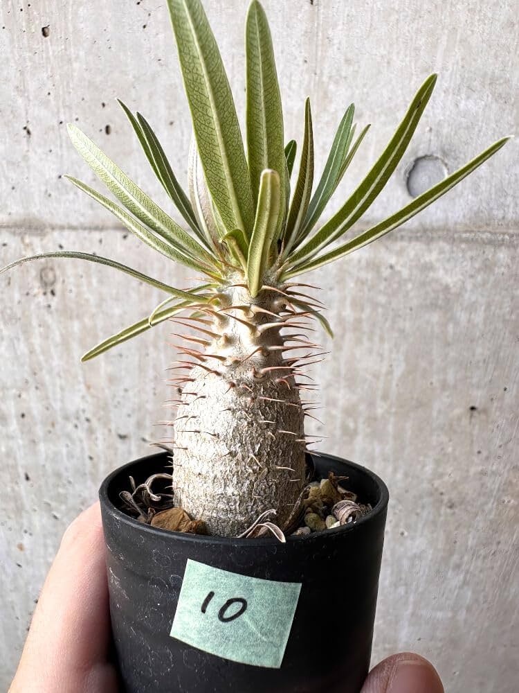 Amazon.co.jp: Pachypodium Gracilis Seedling (C10