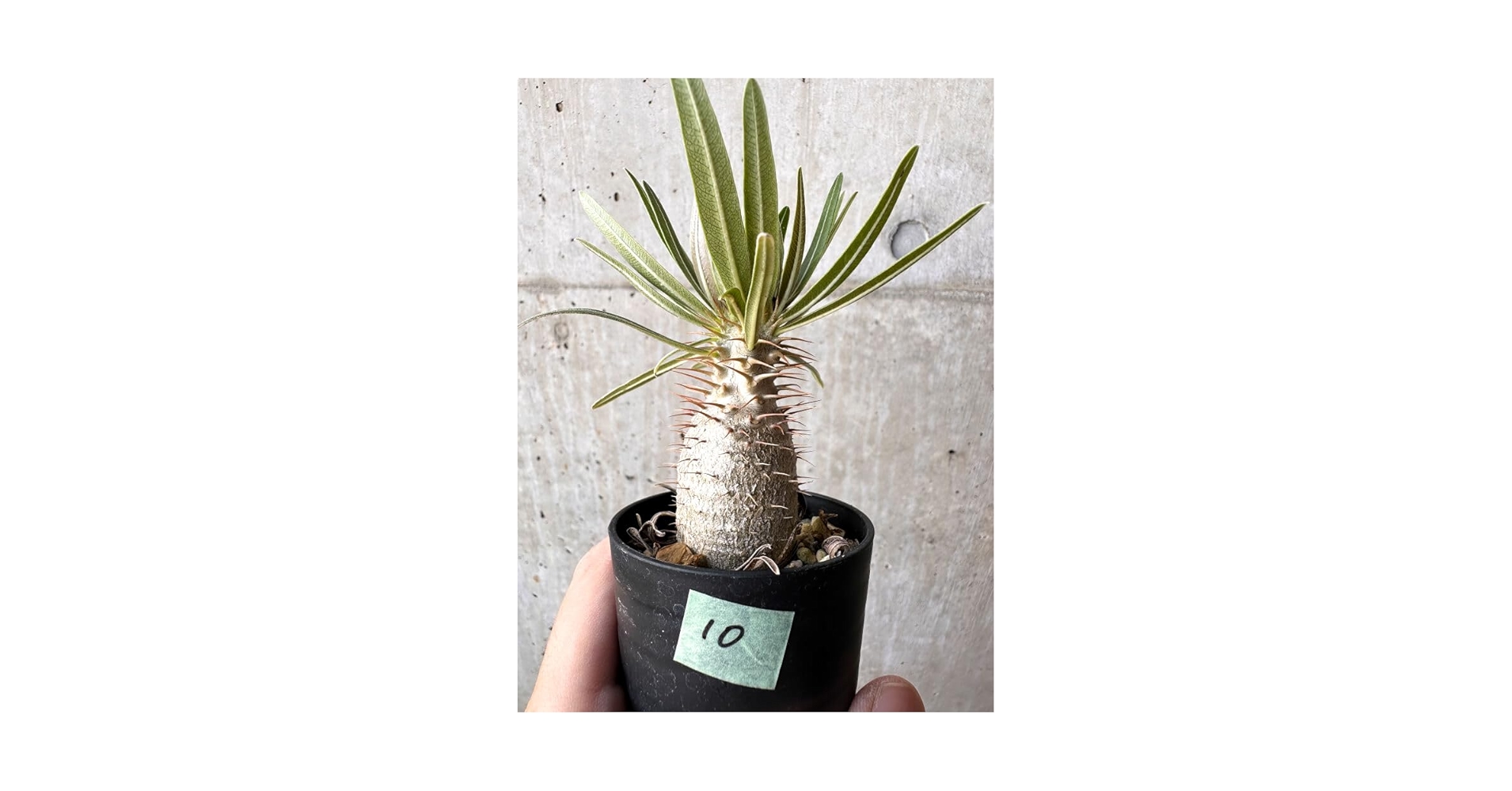 Amazon.co.jp: Pachypodium Gracilis Seedling (C10) Pachypodium