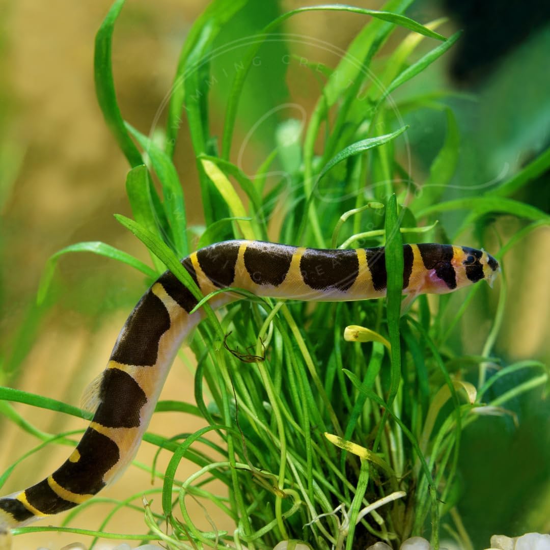 Swimming Creatures™ 5 Kuhli Loach (Pangio kuhlii) – Freshwater Tropical Aquarium Fish Live (Size Approx. 2")
